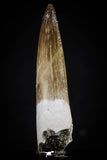 20441 - Top Quality 1.84 Inch Partially Rooted Elasmosaur (Zarafasaura oceanis) Tooth