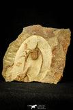30551 - Top Quality Association of 2 Ampyx sp Alignment in a Row Lower Ordovician Trilobites Fezouata Formation