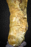 07559 - Top Rare 4.83 Inch Spinosaurus Dinosaur Skull Quadrate Bone Cretaceous KemKem