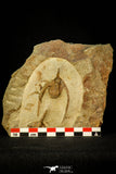 30551 - Top Quality Association of 2 Ampyx sp Alignment in a Row Lower Ordovician Trilobites Fezouata Formation