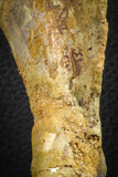 07559 - Top Rare 4.83 Inch Spinosaurus Dinosaur Skull Quadrate Bone Cretaceous KemKem