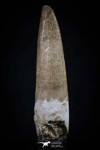 20442 - Top Quality 1.70 Inch Partially Rooted Elasmosaur (Zarafasaura oceanis) Tooth