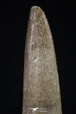 20442 - Top Quality 1.70 Inch Partially Rooted Elasmosaur (Zarafasaura oceanis) Tooth