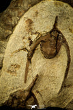 30551 - Top Quality Association of 2 Ampyx sp Alignment in a Row Lower Ordovician Trilobites Fezouata Formation