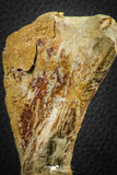 07559 - Top Rare 4.83 Inch Spinosaurus Dinosaur Skull Quadrate Bone Cretaceous KemKem