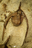 30551 - Top Quality Association of 2 Ampyx sp Alignment in a Row Lower Ordovician Trilobites Fezouata Formation
