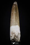 20442 - Top Quality 1.70 Inch Partially Rooted Elasmosaur (Zarafasaura oceanis) Tooth