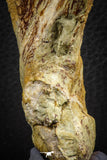 07559 - Top Rare 4.83 Inch Spinosaurus Dinosaur Skull Quadrate Bone Cretaceous KemKem