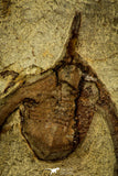30551 - Top Quality Association of 2 Ampyx sp Alignment in a Row Lower Ordovician Trilobites Fezouata Formation
