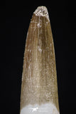 20442 - Top Quality 1.70 Inch Partially Rooted Elasmosaur (Zarafasaura oceanis) Tooth