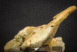 07559 - Top Rare 4.83 Inch Spinosaurus Dinosaur Skull Quadrate Bone Cretaceous KemKem