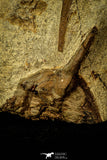 30551 - Top Quality Association of 2 Ampyx sp Alignment in a Row Lower Ordovician Trilobites Fezouata Formation