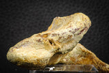 07559 - Top Rare 4.83 Inch Spinosaurus Dinosaur Skull Quadrate Bone Cretaceous KemKem