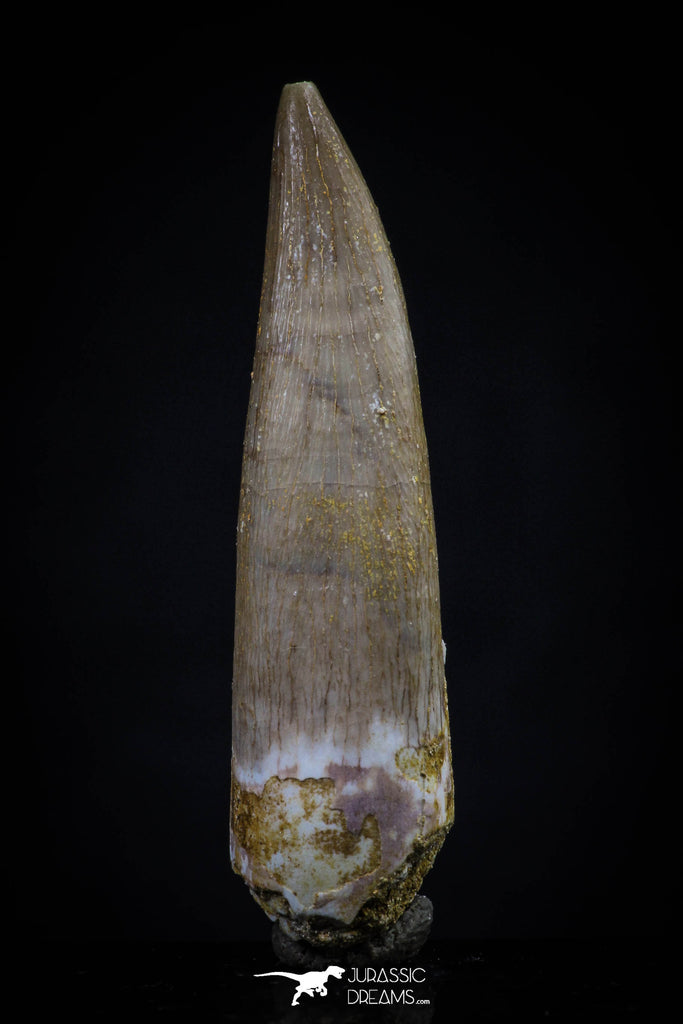 20443 - Top Quality 1.62 Inch Partially Rooted Elasmosaur (Zarafasaura oceanis) Tooth