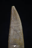 20443 - Top Quality 1.62 Inch Partially Rooted Elasmosaur (Zarafasaura oceanis) Tooth