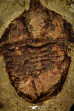 30552 - Top Beautful 1.28 Inch Ampyx sp Lower Ordovician Trilobite Fezouata Formation