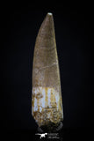 20443 - Top Quality 1.62 Inch Partially Rooted Elasmosaur (Zarafasaura oceanis) Tooth