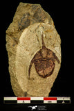 30552 - Top Beautful 1.28 Inch Ampyx sp Lower Ordovician Trilobite Fezouata Formation