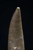 20443 - Top Quality 1.62 Inch Partially Rooted Elasmosaur (Zarafasaura oceanis) Tooth