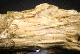 07560 - Top Rare 3.76 Inch Calamopleurus africanus Cretaceous Fish Skull Bone KemKem Beds