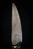 20444 - Top Quality 1.67 Inch Partially Rooted Elasmosaur (Zarafasaura oceanis) Tooth