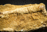 07560 - Top Rare 3.76 Inch Calamopleurus africanus Cretaceous Fish Skull Bone KemKem Beds