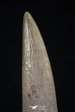 20444 - Top Quality 1.67 Inch Partially Rooted Elasmosaur (Zarafasaura oceanis) Tooth