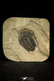 30553 - Well Preserved 0.93 Inch Modocia typicalis Middle Cambrian Trilobite - Utah USA