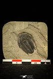 30553 - Well Preserved 0.93 Inch Modocia typicalis Middle Cambrian Trilobite - Utah USA