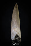 20444 - Top Quality 1.67 Inch Partially Rooted Elasmosaur (Zarafasaura oceanis) Tooth