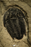 30553 - Well Preserved 0.93 Inch Modocia typicalis Middle Cambrian Trilobite - Utah USA