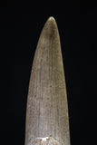 20444 - Top Quality 1.67 Inch Partially Rooted Elasmosaur (Zarafasaura oceanis) Tooth