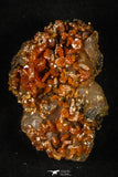 21665 -  Great Collection of 7 Red Vanadinites on Natural Manganese-Iron Oxide Matrix from Morocco