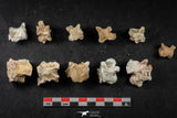 21666 - Great Collection of 11 Palaeophis Magrebianus Paleocene Sea Snake Vertebrae Bones