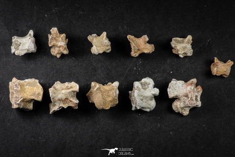 21666 - Great Collection of 11 Palaeophis Magrebianus Paleocene Sea Snake Vertebrae Bones