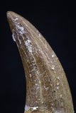 20445 - Top Quality 1.36 Inch Partially Rooted Elasmosaur (Zarafasaura oceanis) Tooth