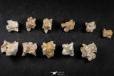 21666 - Great Collection of 11 Palaeophis Magrebianus Paleocene Sea Snake Vertebrae Bones