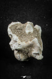 21666 - Great Collection of 11 Palaeophis Magrebianus Paleocene Sea Snake Vertebrae Bones