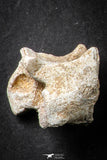21666 - Great Collection of 11 Palaeophis Magrebianus Paleocene Sea Snake Vertebrae Bones