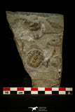 30554 - Top Beautiful 1.03 Inch Leviceraurus mammilloides Ordovician Trilobite - Ontario, Canada