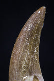 20445 - Top Quality 1.36 Inch Partially Rooted Elasmosaur (Zarafasaura oceanis) Tooth