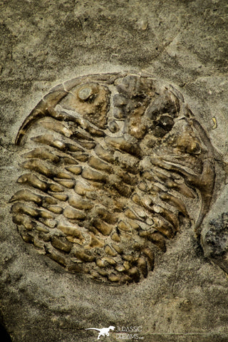 30554 - Top Beautiful 1.03 Inch Leviceraurus mammilloides Ordovician Trilobite - Ontario, Canada