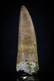 20446 - Top Quality 1.37 Inch Partially Rooted Elasmosaur (Zarafasaura oceanis) Tooth