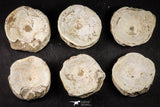 21667 - Great Collection of 6 Otodus obliquus Shark Vertebrae Bones Paleocene