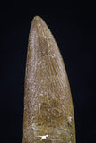 20446 - Top Quality 1.37 Inch Partially Rooted Elasmosaur (Zarafasaura oceanis) Tooth