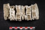 21667 - Great Collection of 6 Otodus obliquus Shark Vertebrae Bones Paleocene