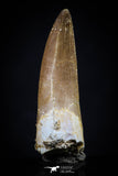 20446 - Top Quality 1.37 Inch Partially Rooted Elasmosaur (Zarafasaura oceanis) Tooth