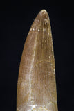 20446 - Top Quality 1.37 Inch Partially Rooted Elasmosaur (Zarafasaura oceanis) Tooth