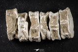21667 - Great Collection of 6 Otodus obliquus Shark Vertebrae Bones Paleocene