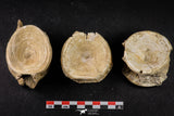 21668 - Beautiful Collection of 3 Enchodus libycus Vertebrae Bones Late Cretaceous